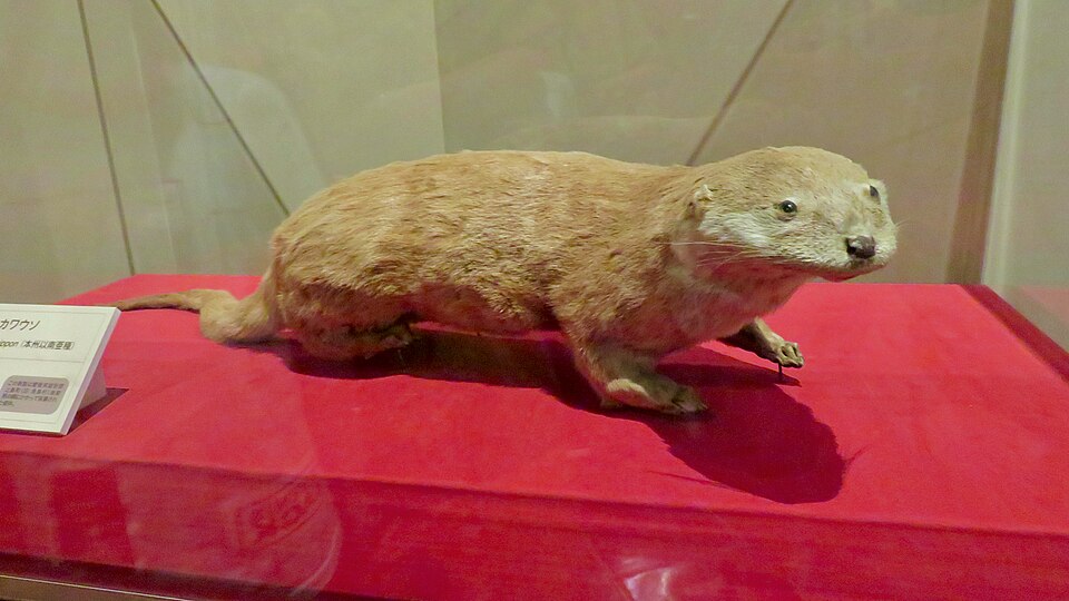 Japanese otter