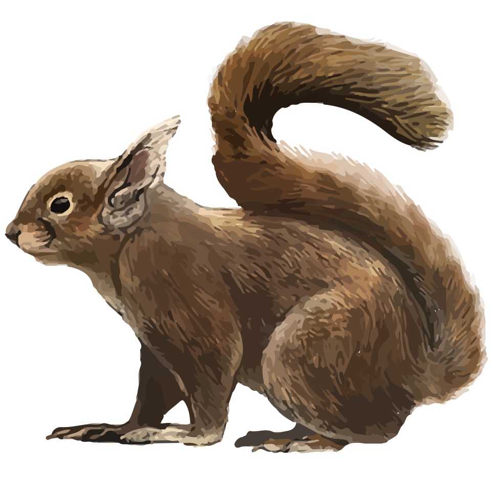 Japanese squirrel