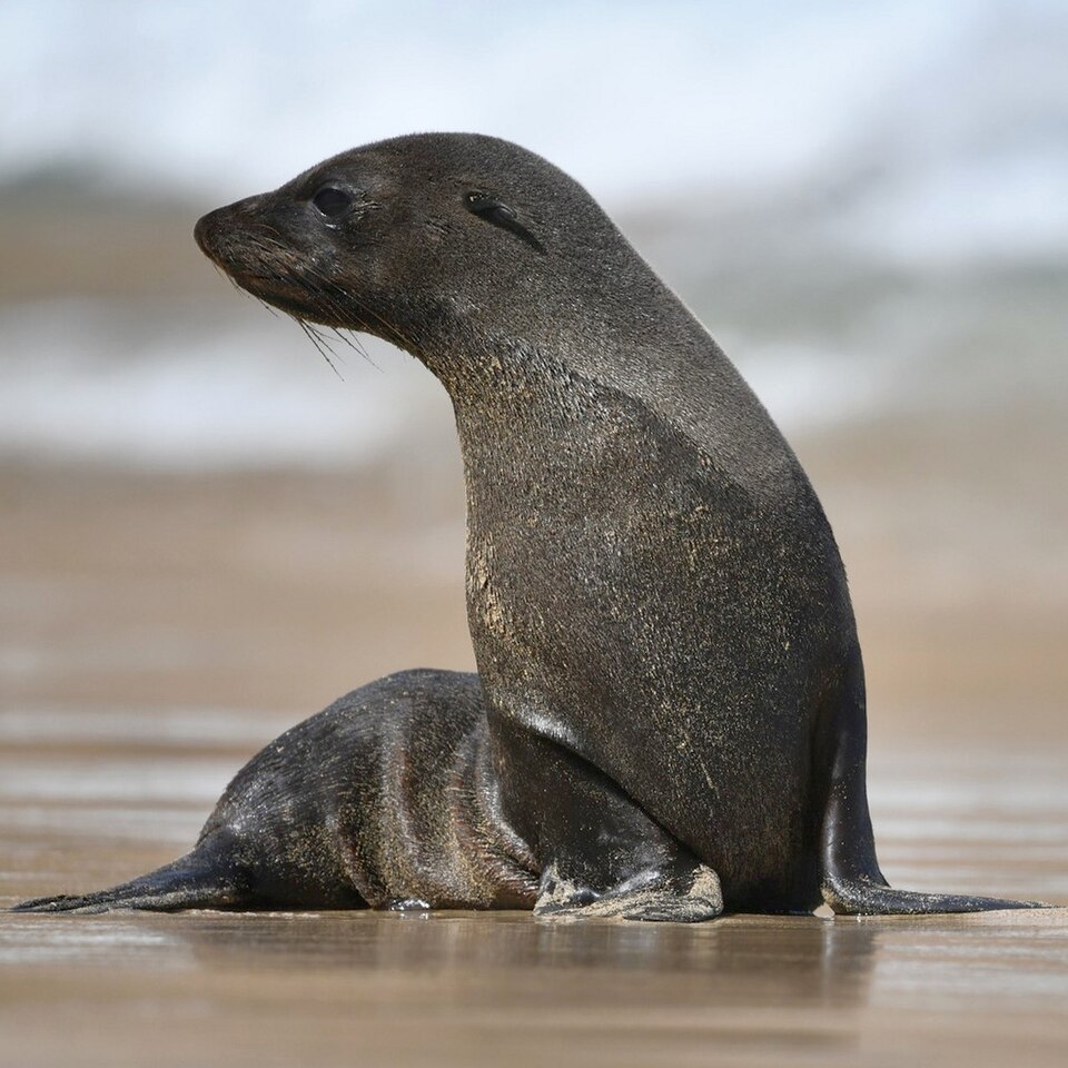 Juan Fernández fur seal
