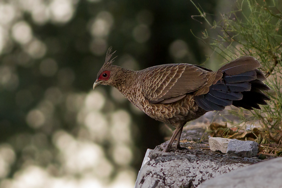 Kalij Pheasant