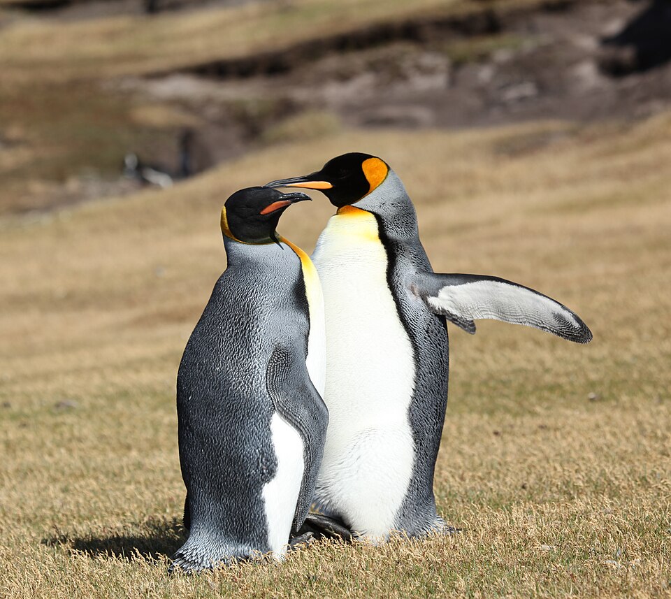 King Penguin