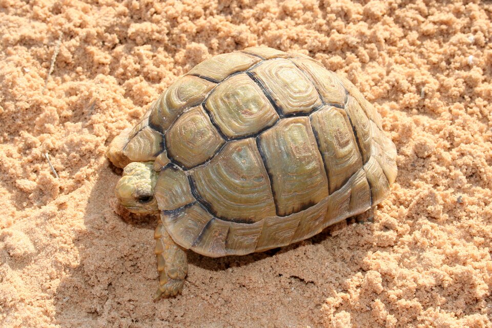 Kleinmann's tortoise