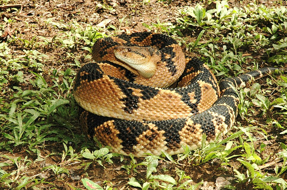 surucucú