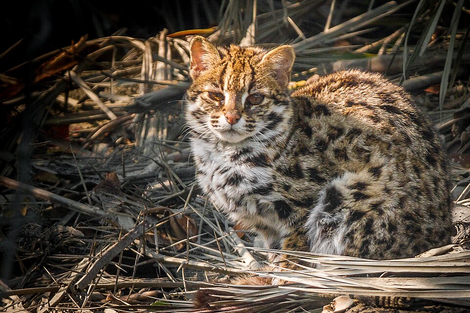 leopard cat