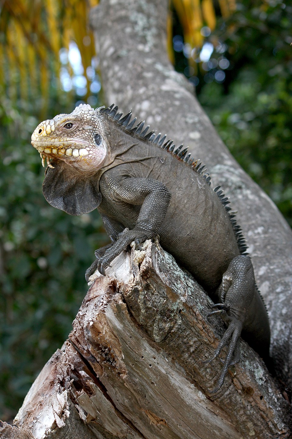 Lesser Antillean iguana