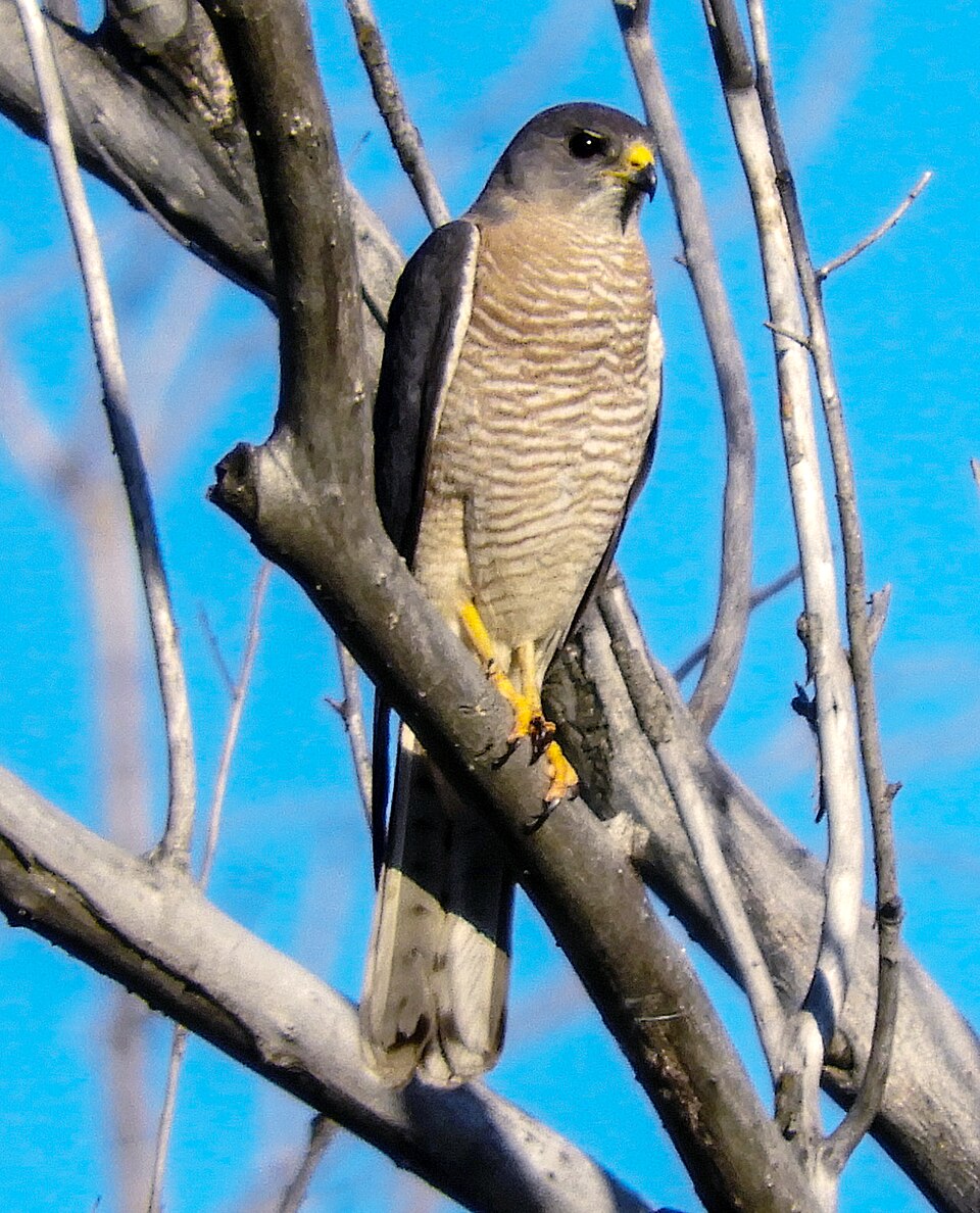 Levant Sparrowhawk