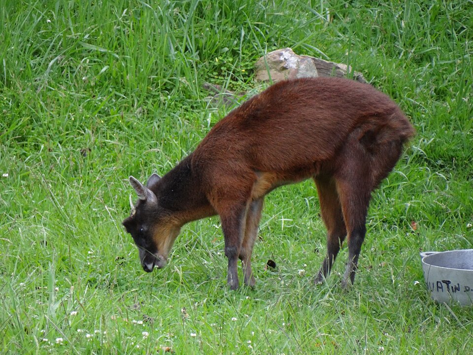 Little red brocket