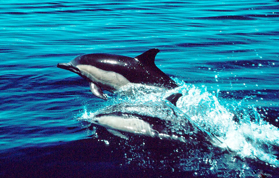 Long-beaked common dolphin