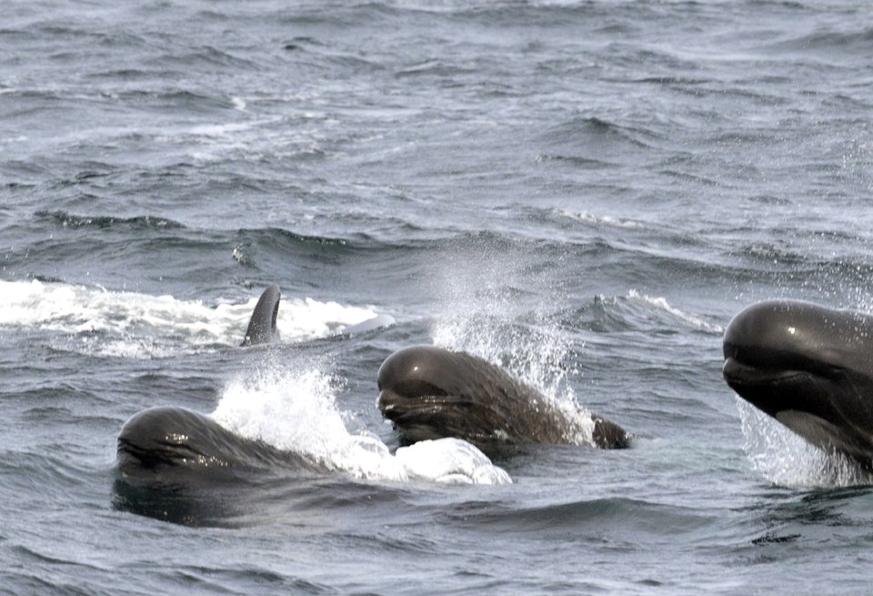 long-finned pilot whale