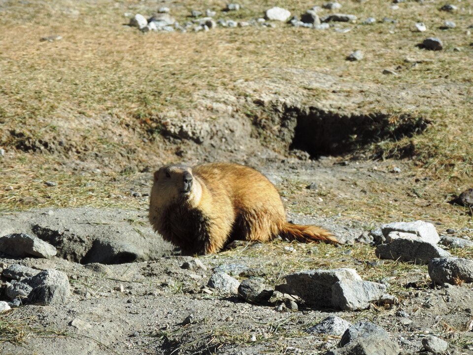 long-tailed marmot