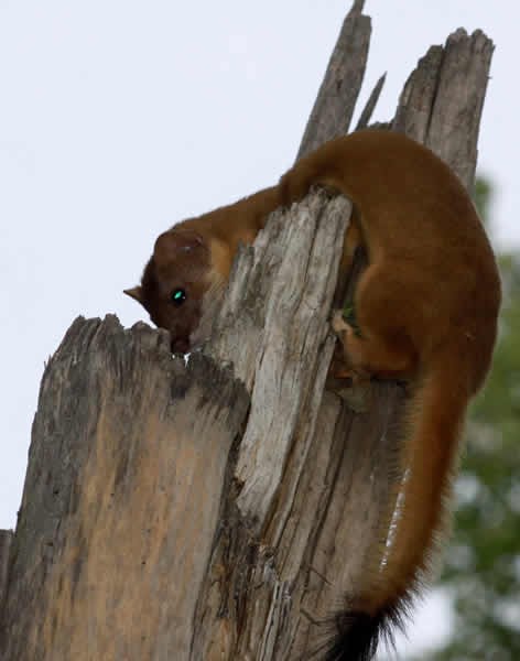 long-tailed weasel