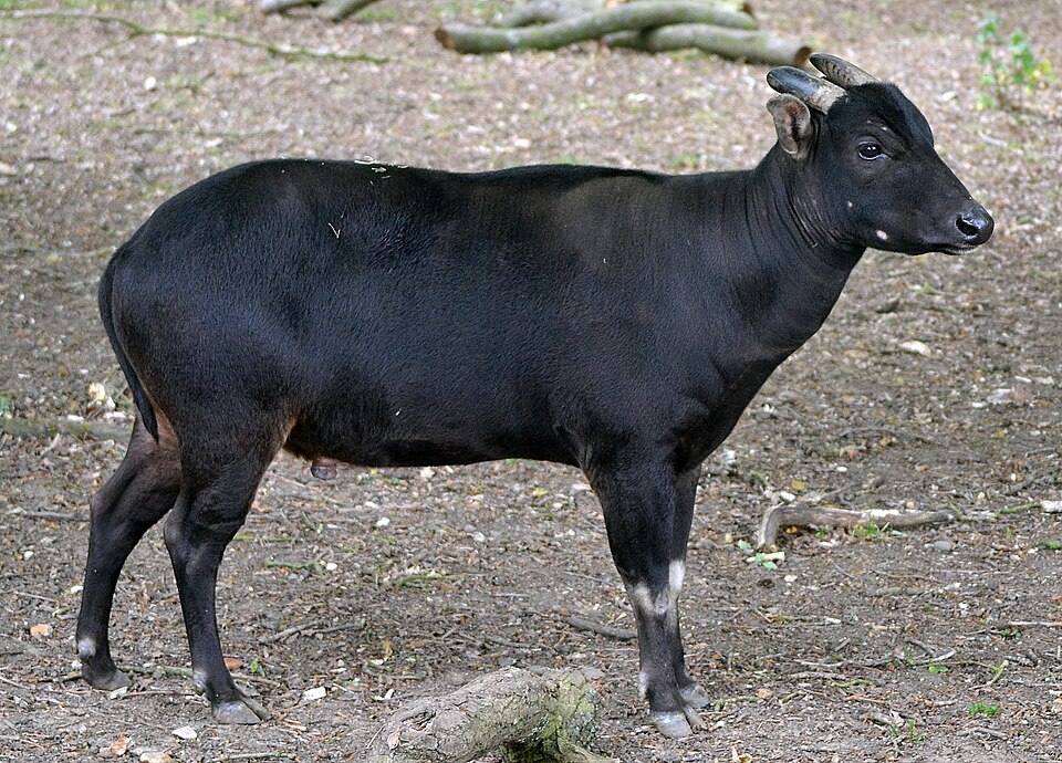 Lowland anoa