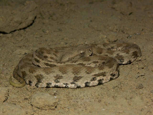 Macrovipera lebetinus