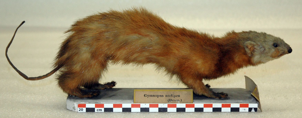 Malayan weasel