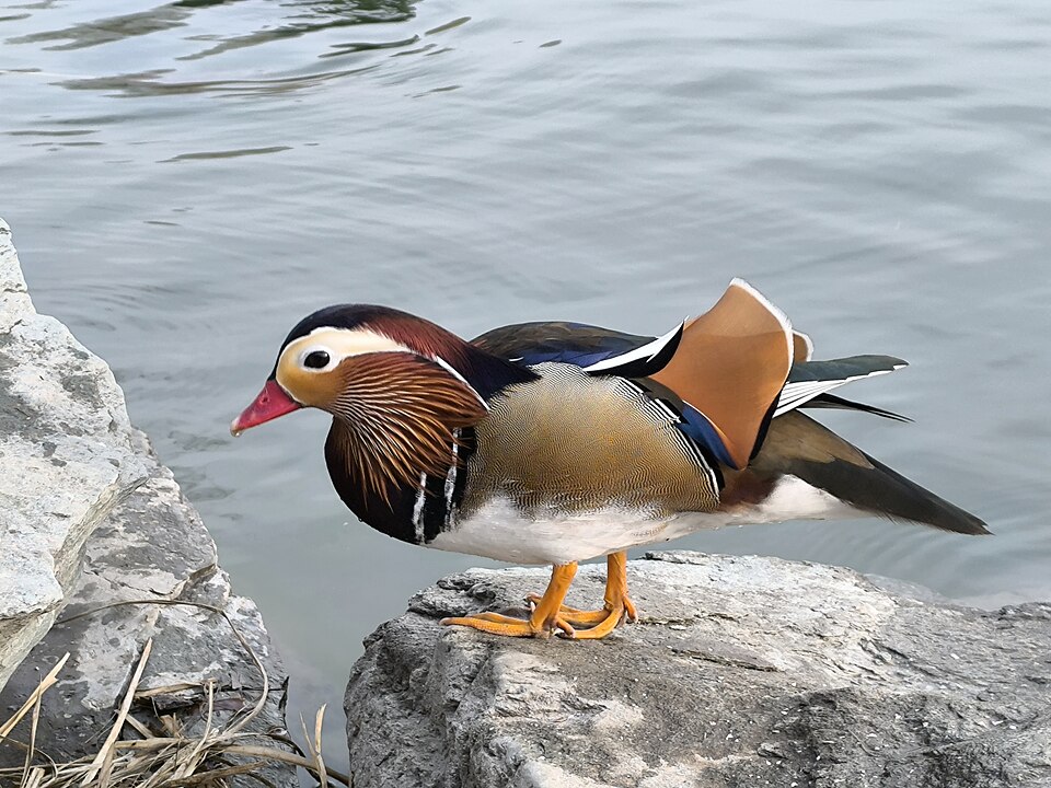 Mandarin Duck