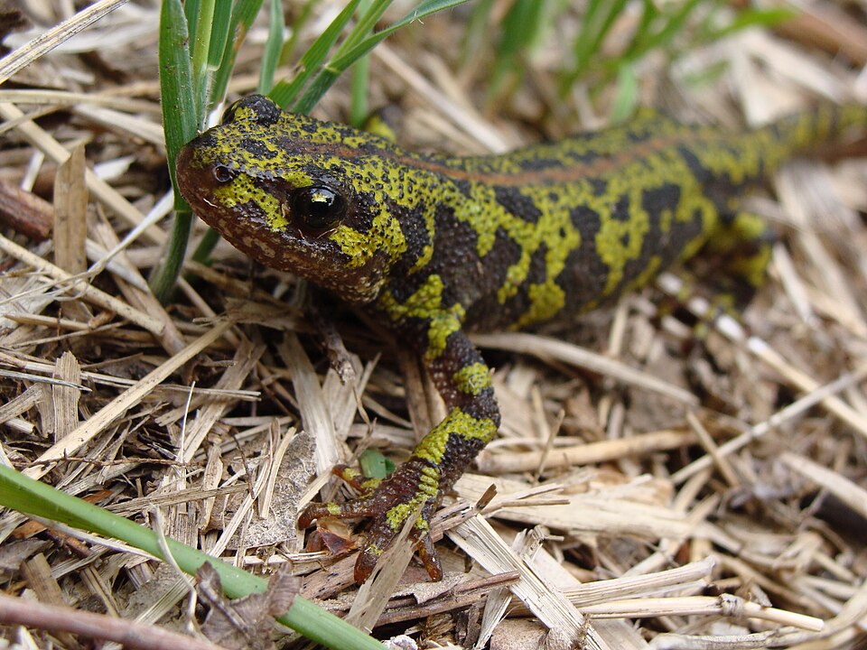 Marbled newt