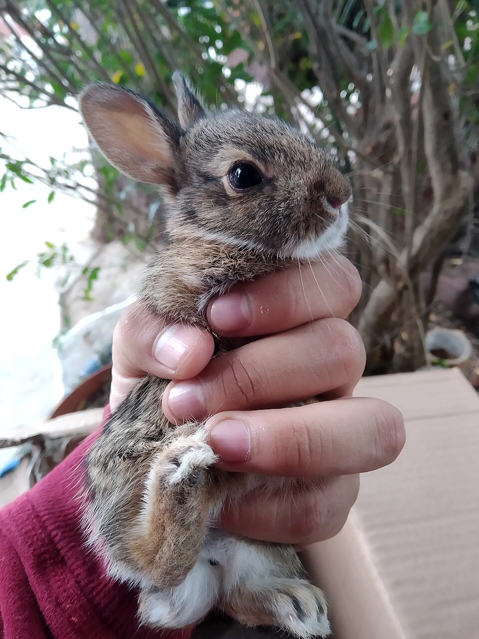 Mexican cottontail