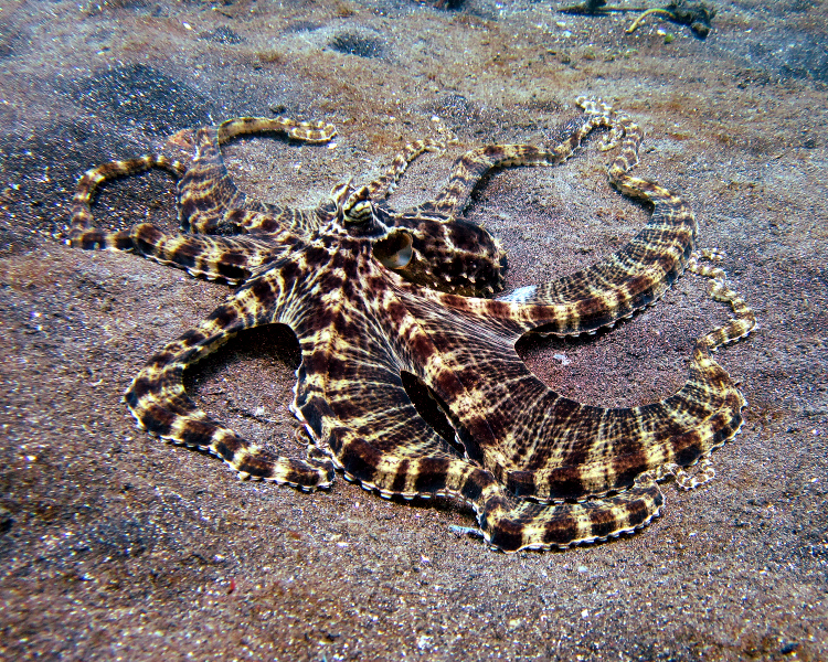 Mimic octopus