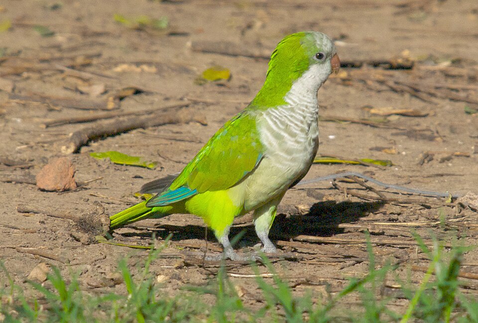 Monk Parakeet
