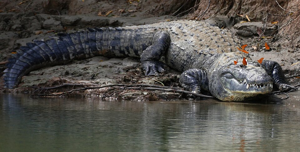 Morelet's crocodile