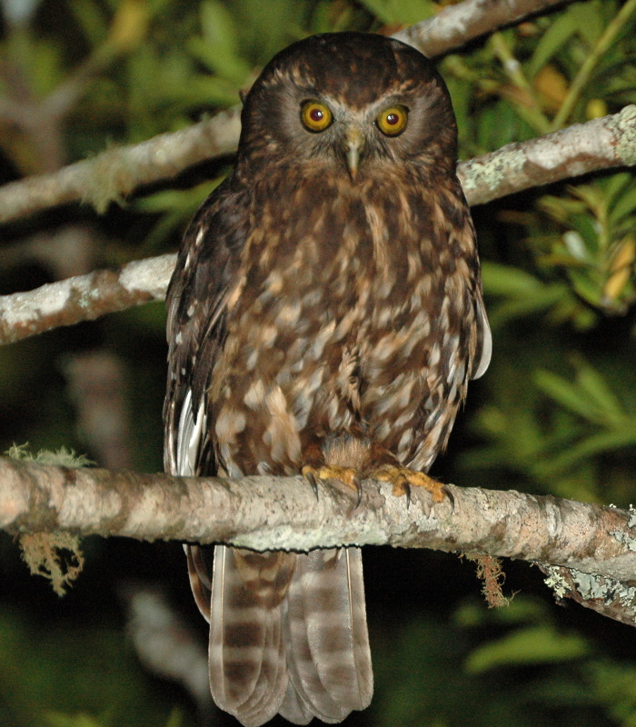 Morepork