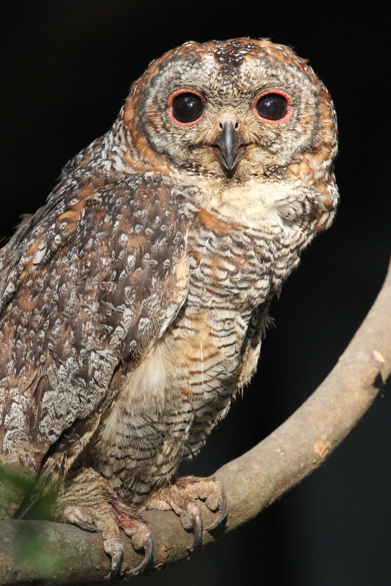 Mottled Wood Owl