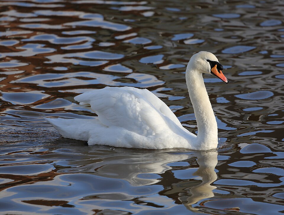 Mute Swan