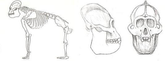 Nakalipithecus