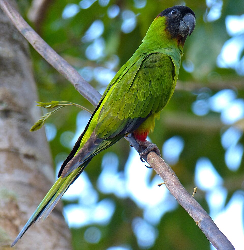 Nanday parakeet