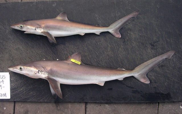 Night shark
