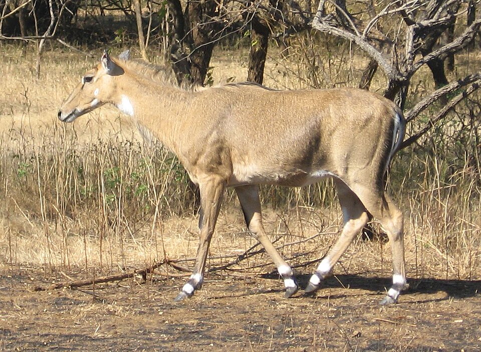 Nilgai