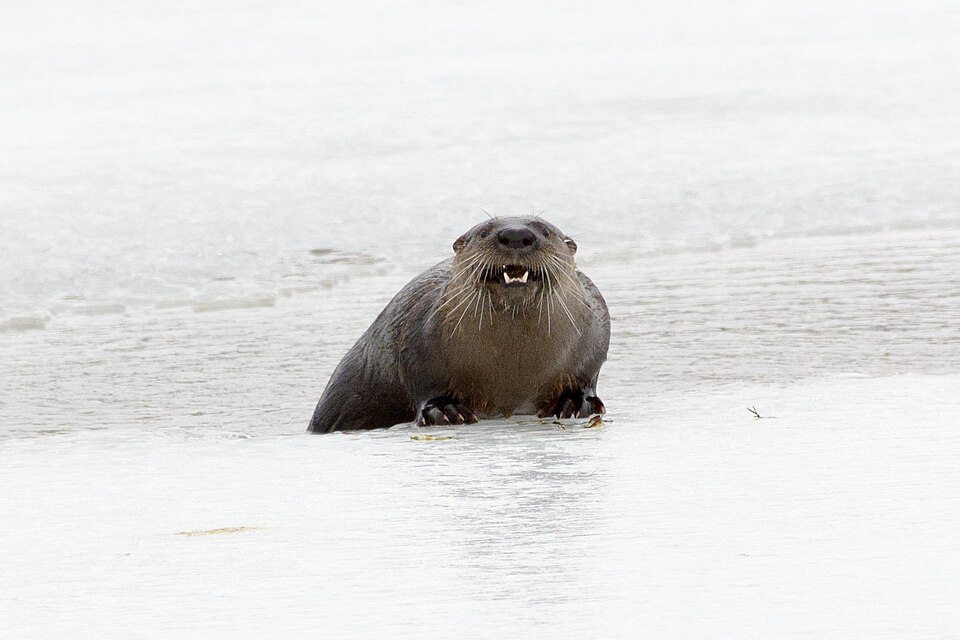 North American river otter