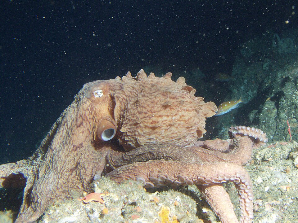 North Pacific giant octopus