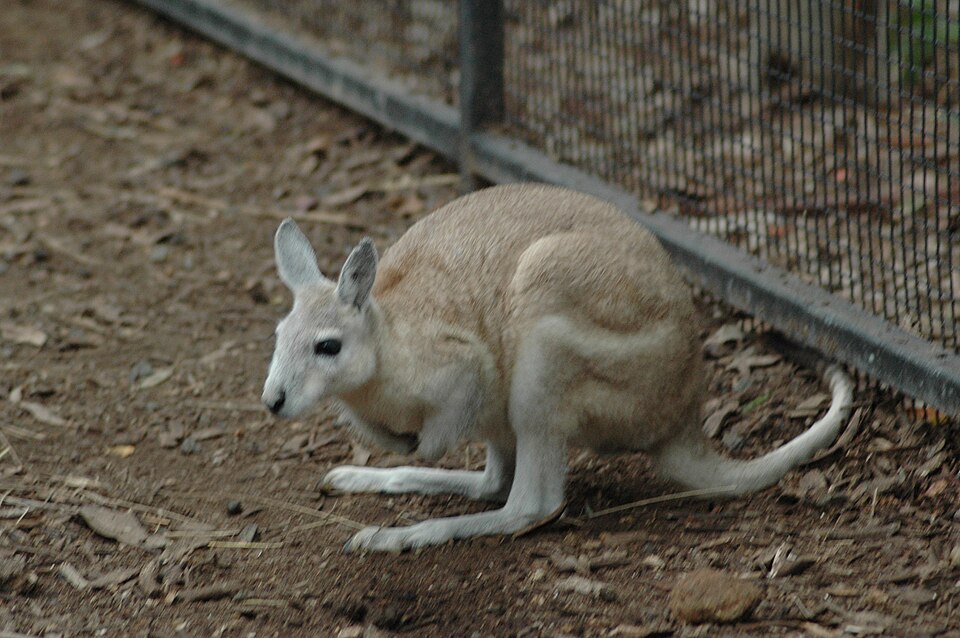 Northern nail-tail wallaby