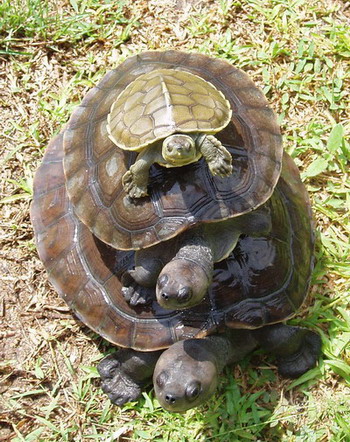 Northern river terrapin
