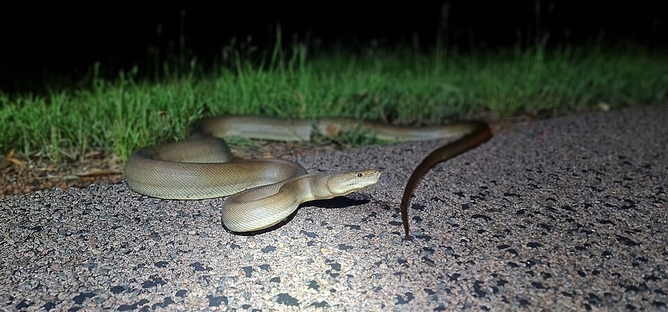 Olive Python