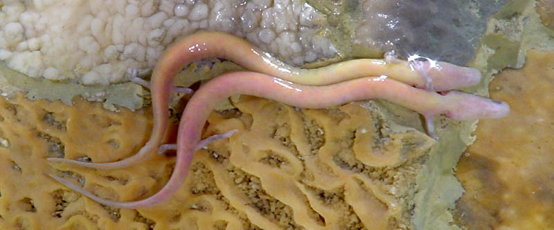 Olm
