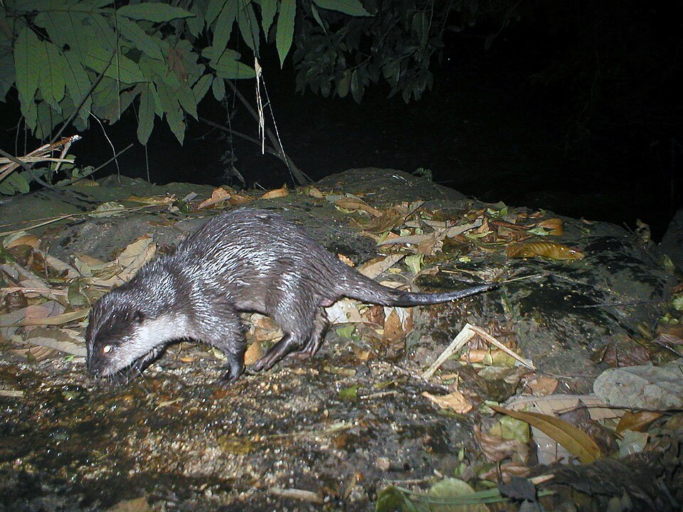 oriental small-clawed otter