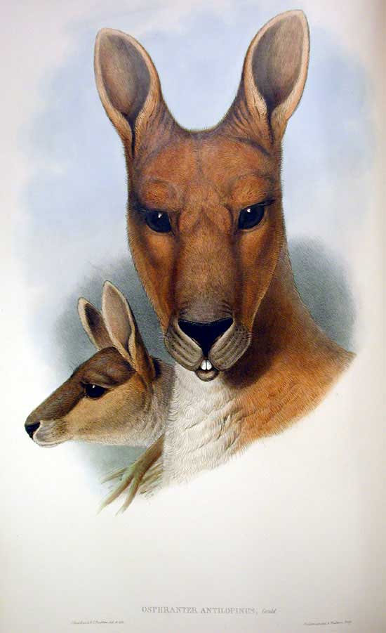 Osphranter antilopinus