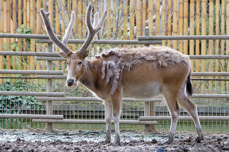 Père David's deer