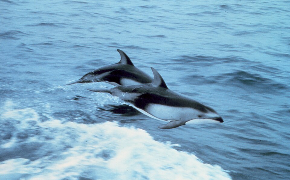 Pacific white-sided dolphin
