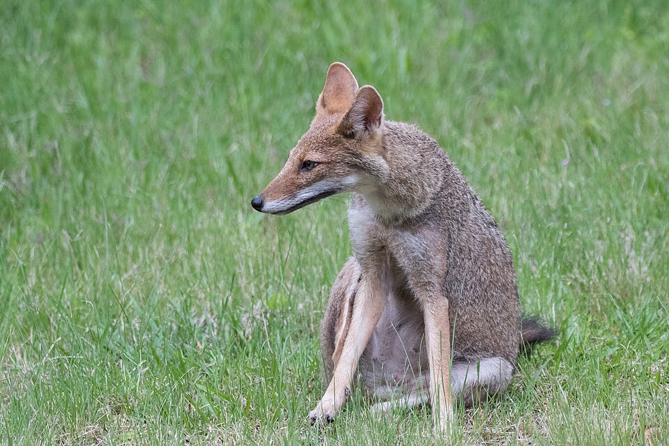 Pampas fox