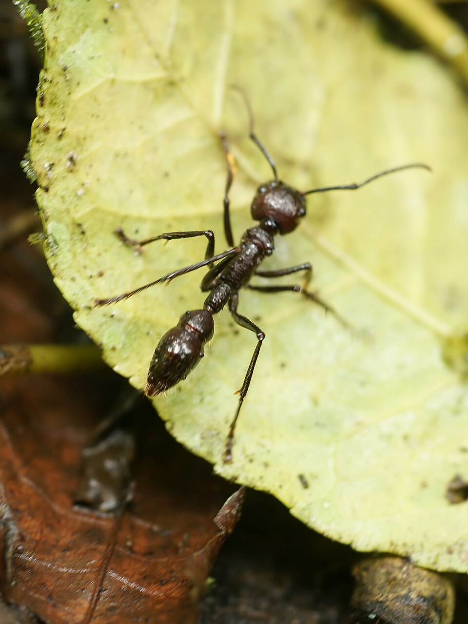 hormiga bala