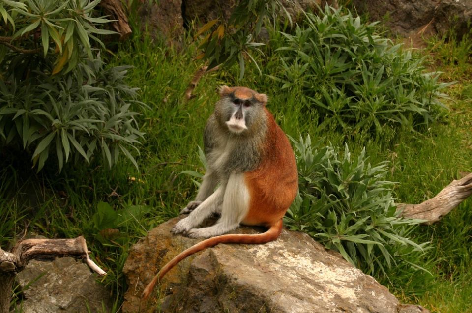 patas monkey