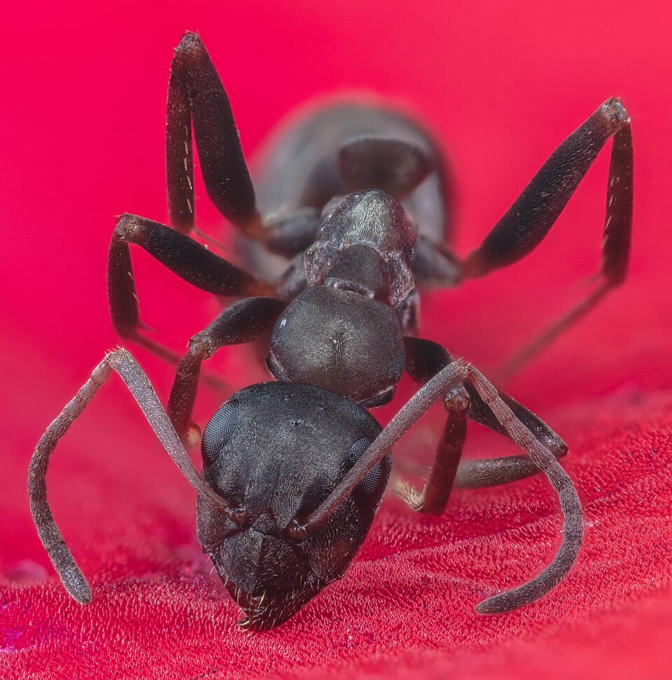 Pharaoh ant