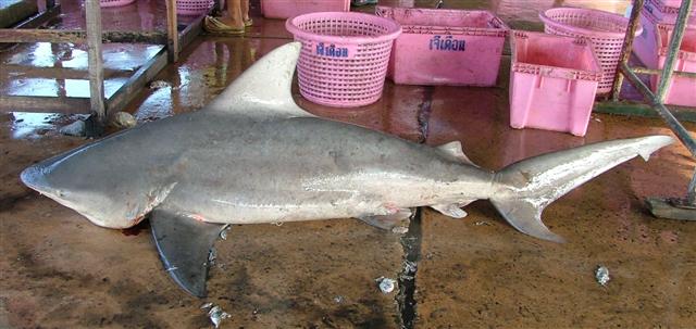 Pigeye shark