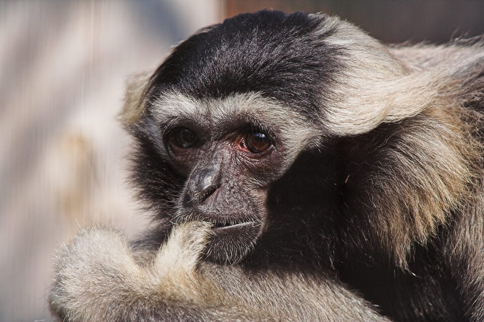 Pileated Gibbon