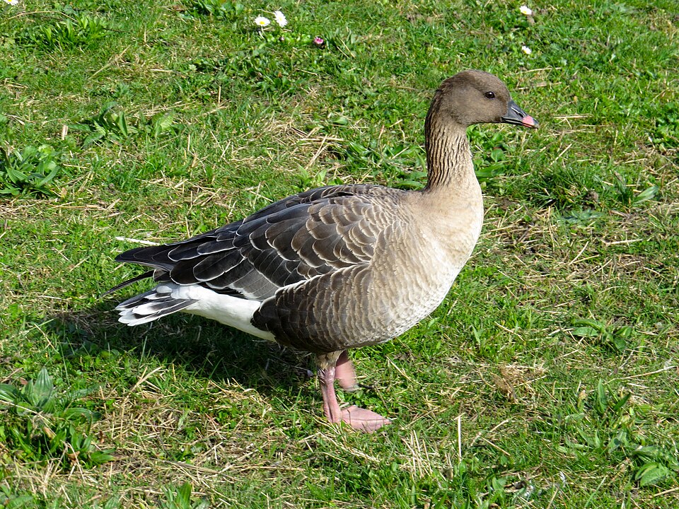 pink-footed goose