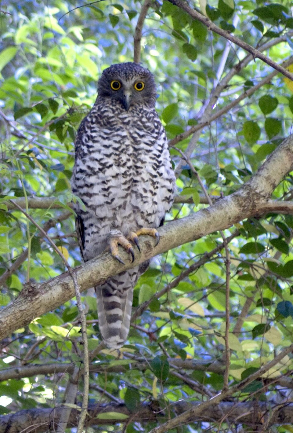 Powerful Owl