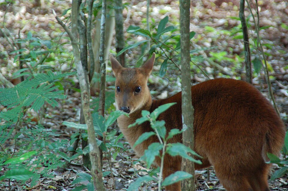 Pygmy brocket